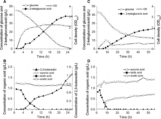 Batch culture of K. pneumoniae CGMCC 1.6366 and K. pneumoniae ΔbudA in bioreactor, the culture pH was stable at 4.7. a Biomass, glucose consumption and 2-ketogluconic acid formation by K. pneumoniae CGMCC 1.6366; b organic acid and 2,3-butanediol formation by K. pneumoniae CGMCC 1.6366; c Biomass, glucose consumption and 2-ketogluconic acid formation by K. pneumoniae ΔbudA; d organic acid formation by K. pneumoniae ΔbudA