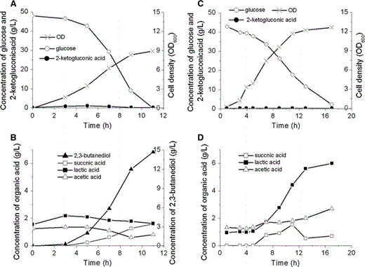 Batch culture of K. pneumoniae CGMCC 1.6366 and K. pneumoniae ΔbudA in the bioreactor, the culture pH was stable at 6; a Biomass, glucose consumption and 2-ketogluconic acid formation by K. pneumoniae CGMCC 1.6366; b organic acid and 2,3-butanediol formation by K. pneumoniae CGMCC 1.6366; c Biomass, glucose consumption and 2-ketogluconic acid formation by K. pneumoniae ΔbudA; d organic acid formation by K. pneumoniae ΔbudA