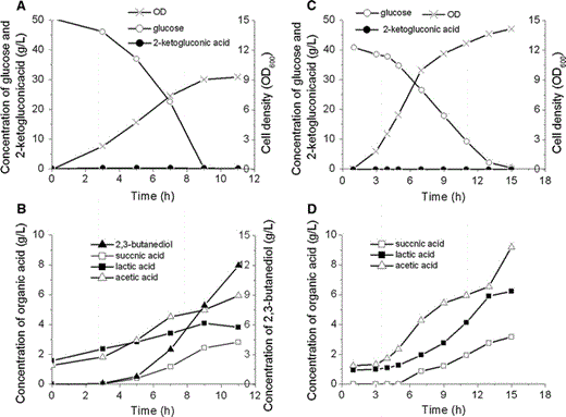 Batch culture of K. pneumoniae CGMCC 1.6366 and K. pneumoniae ΔbudA in the bioreactor, the culture pH was stable at 7; a Biomass, glucose consumption and 2-ketogluconic acid formation by K. pneumoniae CGMCC 1.6366; b organic acid and 2,3-butanediol formation by K. pneumoniae CGMCC 1.6366; c Biomass, glucose consumption and 2-ketogluconic acid formation by K. pneumoniae ΔbudA; d organic acid formation by K. pneumoniae ΔbudA