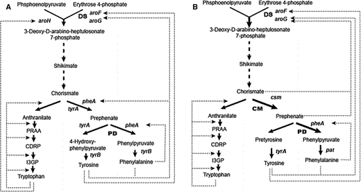l-phenylalanine (l-Phe) biosynthesis pathway in Escherichia coli (a) and Corynebacterium glutamicum (b). Dotted lines, dashed lines feedback inhibition and repression, respectively. DS 3-deoxy-D-arabinoheptulosonate 7-phosphate synthase, CM chorismate mutase, PD prephenate dehydratase, CDRP 1-(2-carboxyphenylamino)-1-deoxy-D-nbulose-5-phosphate, I3GP indole 3-glycerolphosphate, PRAA  n-(5-phospho-β-D-nbosylanthranilate), PRT anthranilate phosphoribosyltransferase