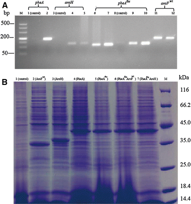 Analysis of the transcript level of key enzymes in recombinant C. glutamicum by reverse transcription (RT)-PCR and sodium dodecyl sulfate-polyacrylamide gel electrophoresis (SDS-PAGE) with Coomassie brilliant blue staining of protein products. a RT-PCR. Lanes: M DL 500 DNA ladder, 1 control (pheA), 2 C. glutamicum 19A (pheA), 3 control (aroH), 4 C. glutamicum 19H (aroH), 5 C. glutamicum 19AfbrH (aroH), 6 C. glutamicum 19Afbr (pheAfbr), 7 C. glutamicum 19AfbrH (pheAfbr), 8 control (pheAfbr), 9 C. glutamicum 19Afbr (pheAfbr), 10 C. glutamicum 19AfbrFwt (pheAfbr), 11 C. glutamicum 19Fwt (aroFwt), 12 C. glutamicum 19AfbrFwt (aroFwt). b SDS-PAGE. Lanes  1 C. glutamicum ATCC 13032, 2 C. glutamicum 19Fwt, 3 C. glutamicum 19H, 4 C. glutamicum 19A, 5 C. glutamicum 19Afbr, 6 C. glutamicum 19AfbrFwt, 7 C. glutamicum AfbrH, M molecular weight marker