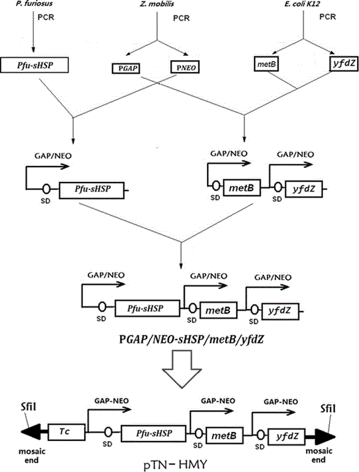 Constructions of Tn5 transposon plasmid pTN-HMY containing a multicistronic operon PGAP/NEO-sHSP/metB/yfdZ. A fusion promoter (fusion of two strong constitutive promoters: PGAP and PNEO from Z. mobilis) was cloned to facilitate the higher level expression of genes under its control. The YfdZ and metB genes were used to decrease nutritional requirements. The Pfu-sHSP gene was used to increase resistance to heat stresses. The tetracycline resistance determinant (TC) was used to allow selection of Z. mobilis transformants after electroporation with the Tn5 transposon pTN-HYM. This plasmid contains the mosaic end (ME) sites, which were specifically recognized by the EZ-Tn5 transposase