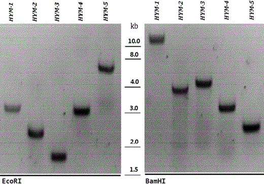 Southern-blot analyses of Z. mobilis mutants obtained after electroporation with EZ-Tn5 transposome. After selection on RM plates containing tetracycline (15 mg/ml), five strains were chosen by random for further verification. Following overnight digestion of the purified DNA with EcoRI or BamHI, the digested DNA samples were electrophoresed on a conventional 0.7 % agarose gel. The separated DNA was then transferred onto a nylon membranes for hybridization with a Dig-labeled metB probe. The Southern blots were developed using reagents from the DIG DNA labeling and detection kit (Roche) according to the manufacturer’s instructions (the size of the DNA fragments, in kilobases (kb), is shown in the middle)