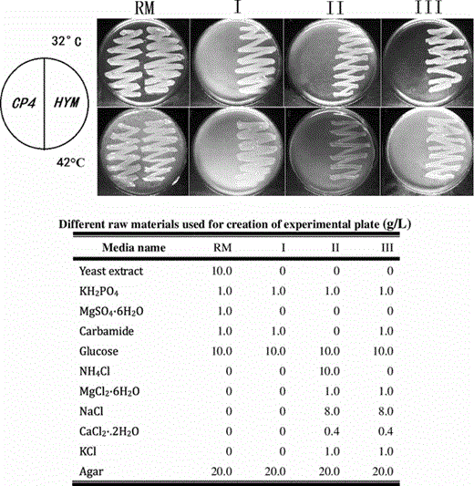 Growth properties of CP4 and HYM on different media at 32 °C (upper) or 42 °C (lower) anaerobically for 3 days. CP4 grows only in media containing yeast extracts (RM), and cannot grow in simple chemical defined media (I, II, III). HYM grows well in simple chemical media without yeast extract (I, II, III)