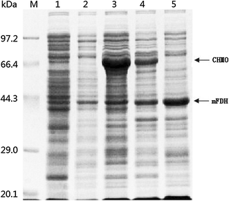 SDS-PAGE analysis of the CHMO and mFDH from different whole-cell catalysts. Lane M marker proteins, lane 1 E. coli BL21 (DE3), lane 2 E. coli BL21 (DE3)-pACYCDuet-1 + pET-22b, lane 3 E. coli BL21 (DE3)-pMM4, lane 4 E. coli BL21 (DE3)-pAMF, lane 5 E. coli BL21 (DE3)-pAFD. The CHMO (ca. 66 kDa) and mFDH (ca. 44 kDa) are indicated by the arrows