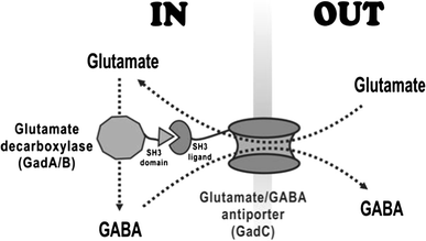 Schematic diagram of GABA conversion in recombinant E. coli. Glutamate decarboxylase (GadA/GadB) and the glutamate/GABA antiporter (GadC) were overexpressed