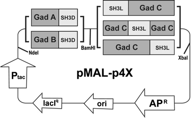 Schematic maps of gadABC complex plasmids. Two glutamate decarboxylase (GadA and GadB) and three glutamate/GABA antiporter-SH3 ligand models were tested in combination
