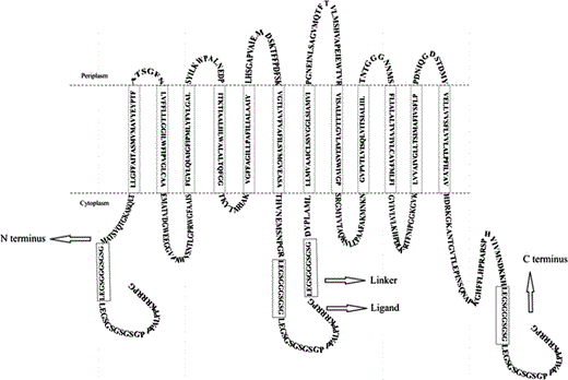 Fusion models of the glutamate/GABA antiporter (GadC) with a SH3 ligand via an 11-amino-acid linker (in box) at three positions: N-terminus, the 233rd amino acid residue, and C-terminus