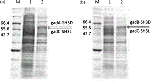 Results of the SDS-PAGE analysis of the overexpression of gad genes and complex device where M is the marker protein, lane 1 is the cell extract of the untransformed strain, and lane 2 is the cell extract of strains harboring a pH1AC (GadA-SH3D and GadC-SH3L) and b pH1BC (GadB-SH3D and GadC-SH3L). (GadA-SH3D: 60.12 kDa, GadB-SH3D: 60.1 kDa, and GadC-SH3L: 58.36 kDa)