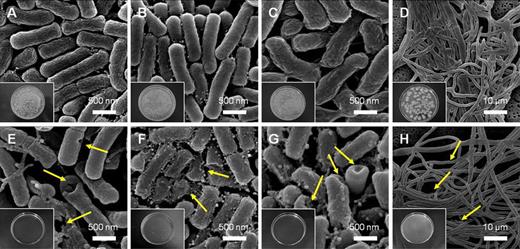 FE-SEM micrographs of untreated bacteria (a–d), and those treated with 0.2 mol % CuO film (e–h) heated to 200 °C for 10 min: a and e Escherichia coli; b and f Staphylococcus aureus; c and g Campylobacter jejuni cells; d and h Penicillium funiculosum cell. The lower left shows photographs of bacterial colonies, which were quantified as the number of colonies present on each plate
