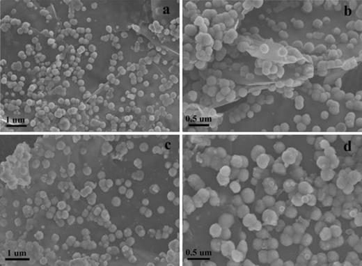 SEM images of Fe3O4@GNSs (a and b) and Fe3O4@GNSs-PDA(c and d)