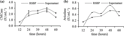 Time course production of CMCase (a) and Avicelase (b) by C. thermocellum B8 during growth in reducing liquid media containing microcrystalline cellulose (2%) as unique carbon source. Dotted lines represent activity from residual substrate-bound proteins (RSBP) and solid lines represent activity from supernatant samples. Vertical bars represent standard deviation from technical replicates (n = 3)