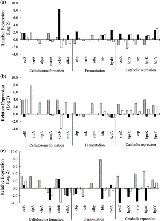 Analysis and quantification of transcript levels of cellulosomal proteins encoding genes, celS (exoglucanase), cipA (scaffoldin protein), olpA (cellulose-anchoring protein), manA (mannanase), celob (cellobiohydrolase), sdbA (scaffoldin-dockerin binding protein); fermentation genes, cbp (cellobiose phosphorylase), ack (acetate kinase), adhy (alcohol dehydrogenase), ldh (lactate dehydrogenase) and hydA (hydrogenase); catabolic repression genes, crpZ and crp (cyclic AMP (cAMP)-binding proteins), hprK, hprX and hprY (Hpr- system regulator of carbohydrate metabolism). C. thermocellum was grown for 24 (gray column), 34 (black column) and 48 h (white column) at 60 °C, in reducing liquid media containing microcrystalline cellulose (a), cotton waste (b) and sugarcane straw (c) as unique carbon source. The data were presented as fold change using the 2−ΔΔCT method