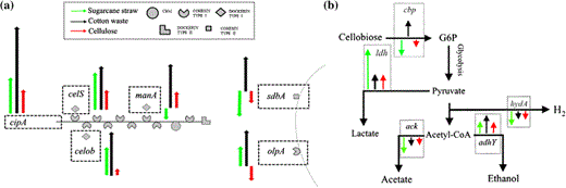 Diagram representing relative expression of cellulosomal proteins encoding genes, data presented in Fig. 5. a celS (exoglucanase), manA (mannanase), celob (cellobiohydrolase), cipA (scaffoldin), sdbA (scaffoldin-dockerin binding protein) and olpA (cellulase-anchoring protein). b fermentation genes, cbp (cellobiose phosphorylase), ldh (lactate dehydrogenase), hydA (hydrogenase), ack (acetate kinase) and adhY (alcohol dehydrogenase). Arrows size represents fold change. Sugarcane straw (green arrow), cotton waste (black arrow) and cellulose (red arrow)
