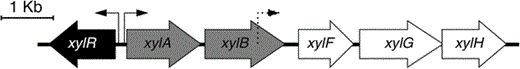 Organization of B. sacchari LFM101 xyl locus. xylAB (gray) encoding xylose isomerase and xylulokinase, respectively; xylF encodes a xylose-binding protein, xylG encodes an ATP-binding protein, and xylH encodes a membrane transporter ABC-type xylose transporter (white). xylR (black), encodes a transcriptional regulator of the the AraC family of regulators. Arrows represent the promoters identified using BPROM algorithm, a bidirectional region with two promoters in the intergenic region of xylR-A (solid arrows) and a promoter identified inside the coding sequence of xylB (dashed arrow)