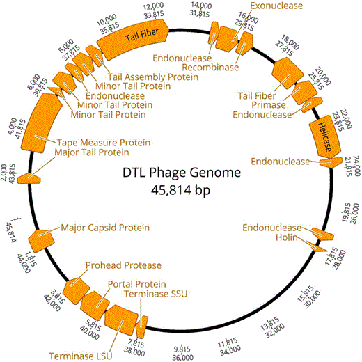Bacteriophage DTL genome. Annotated open-reading frames with a predicted function identified