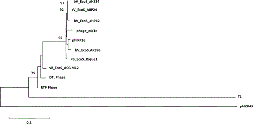 Neighbor joining trees generated from the multiple sequence alignments of the nucleotide sequences of the tail fiber protein genes of bacteriophage DTL (ORF 50), phiEB49 (outgroup), T1 phage, and several other highly similar bacteriophage tail fiber protein sequences found by NCBI BLAST. Bootstrap values appear at branch points