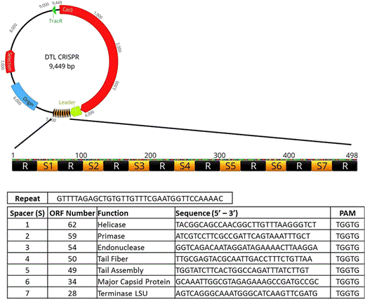 Schematic of the spacer/repeat sequence inserted into the custom CRISPR plasmid. Seven spacers were arbitrarily chosen based on (1) the presence of a PAM (proto-spacer adjacent motifsequence and (2) their assumed importance to the phage life cycle extrapolated from sequence analysis