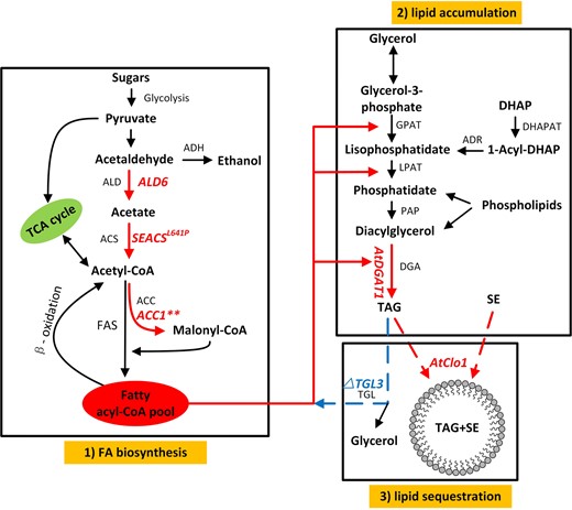 Lipid production pathway in yeast. The three major steps in yeast lipid production involve 1 FA biosynthesis, 2 lipid accumulation and 3 lipid stabilization. The six genes manipulated in this study are: overexpression of native aldehyde dehydrogenase isoform 6, Ald6; heterologous expression of S. enterica acetyl-CoA synthetase with L641P mutation, SEACSL641P; acetyl-CoA carboxylase carrying two mutations ser659ala and ser1157ala, ACC1**; diacylglycerol acyltransferase and LD-associated protein caleosin, both from A. thaliana, AtDGAT1 and AtClo1, respectively, are shown in red text. Gene knockout triglyceride lipase isoform 3, Tgl3, is shown in blue typeface. TCA tricarboxylic acid cycle, ADH alcohol dehydrogenase, ALD aldehyde dehydrogenase, ACS acetyl-CoA synthetase, FAS fatty acid synthase, ACC acetyl-CoA carboxylase, GAPT glycerol-3-phosphate acyltransferase, LPAT lysophosphatidic acid acyltransferase, PAP phosphatidate phosphatase, DGA diacylglycerol acyltransferase, DHAP dihydroxyacetone phosphate, DHAPAT DHAP acyltransferase, ADR 1-acyl-DHAP reductase, DAG diacylglycerol, TAG triacylglycerol, SE sterol ester, TGL triglyceride lipase