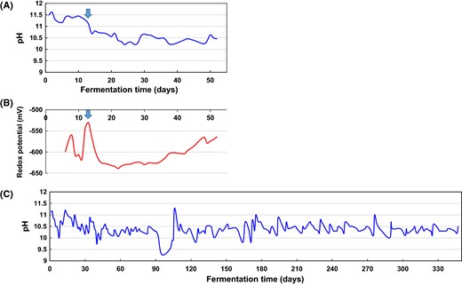 Fluctuation in abiotic parameters in indigo fermentation batches. Fluctuation in pH (a) and redox potential (b) in Batch 1 and pH (c) in Batch 2. The batches were stirred every day, and the pH of the fermentation fluid was maintained between 10.3 and 11 in Batch 1 with the addition of Na2CO3, NaOH, Ca(OH)2, and lactic acid and in Batch 2 with Ca(OH)2 and K2CO3