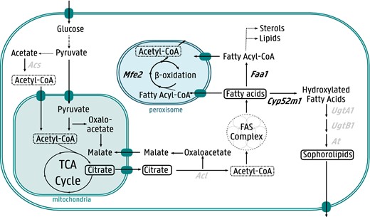 Overview of S. bombicola lipid metabolism and its link to sophorolipid biosynthesis. The enzymes targeted in this study are indicated in black bold. Mfe2 multifunction enzyme type 2, Faa1 fatty acyl-CoA synthetase, Acl ATPase citrate lyase, Cyp52m1 cytochrome P450 monooxygenase, UgtA1 UDP-glucosyltransferase, UgtB1 UDP-glucosyltransferase, At acetyltransferase, Acs acetyl-CoA synthase. Dashed arrows indicate more than one enzymatic reaction