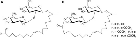 Structure of typical sophorolipids produced by S. bombicola a acidic b lactonic