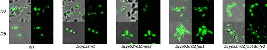 BodiPy staining microscopy images of S. bombicola strains on day 2 (D2) and day 6 (D6)