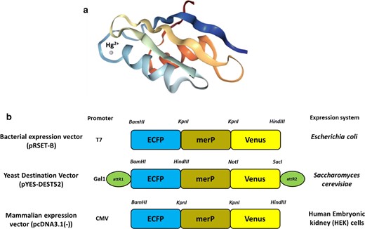Construction of a nanosensor. a Crystal structure of periplasmic mercury-binding (MerP) protein showing Hg2+ as a dot structure. b Linear representation of MerFS constructs in different vectors for expression in prokaryotic and eukaryotic systems