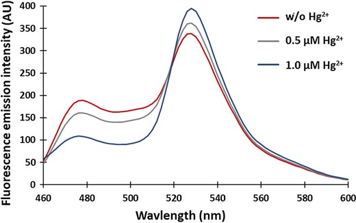The fluorescence emission spectrum of the MerFS protein. The spectrum was recorded in a fluorimeter by exciting the sensor protein at 420 nm. An increase in the FRET ratio is observed upon mercury binding as the emission intensity of ECFP decreases with a concomitant increase in the emission intensity of venus