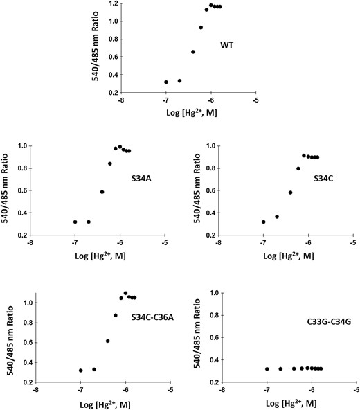 Ligand-binding isotherms of the WT and affinity sensors. In vitro ligand-dependent FRET ratio change was recorded in the presence of mercury. Affinity mutants S34A, S34C, S34C-C36A and C33G-C34G compared with WT nanosensor