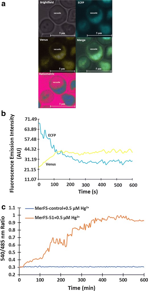 Real-time imaging of dynamic flux rate changes of Hg2+ uptake in yeast cells. a Confocal image showing expression of MerFS-51 in the cytosol of yeast S. cerevisiae (scale bar—5 μm). Yeast images are pseudocolored to demonstrate Hg2+-dependent ratio changes. b Fluorescence emission intensities of ECFP and venus in the presence of mercury. The addition of Hg2+ over time decreased the ECFP emission and increased the venus emission intensity representing the energy transfer. c The graph indicates 540/485 nm ratio change in the cytosol of single yeast cell expressing MerFS-51 in presence of 0.5 µM Hg2+. The ratiometric change obtained after the addition of 0.5 µM Hg2+ to the MerFS-control was also recorded and compared with the changes obtained with MerFS-51