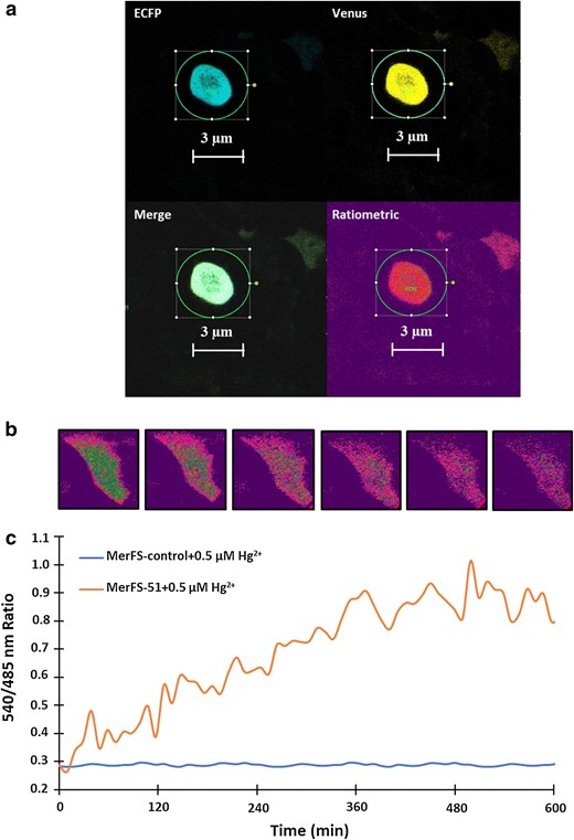 Detection of Hg2+ uptake by of MerFS-51 in HEK-293T cell line. a Confocal image of mammalian HEK-293T cells expressing the nanosensor showing ECFP, venus, merge and ratiometric channels (Scalebar–3 μm). The ratiometric HEK-293T images are pseudocolored to demonstrate Hg2+-dependent ratio changes. b Time-dependent FRET ratio change in single HEK-293T cell separately expressing MerFS-51 and MerFS-control in the presence of externally supplied 0.5 µM Hg2+. The graph indicates the venus/ECFP ratio change for 10 min