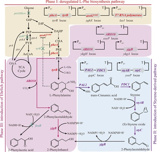 Rational metabolic engineering strategy for de novo synthesis of 2-PE in E. coli. Native enzymatic pathways are indicated with black arrows. The deregulated L-Phe biosynthesis pathway is indicated in red. The heterologous Ehrlich pathway is indicated in magenta and the styrene-derived pathway is indicated in purple. Overexpressed genes are indicated in bold and highlighted with colors. Downregulated or deleted genes are indicated with green crosses. G6P, glucose 6-p; E4P, erythrose 4-p; PEP, phosphoenolpyruvate; PYR, pyruvate; AcCoA, acetyl coenzyme A; OAA, oxaloacetate; DAHP, 3-deoxy-D-arabinoheptulosonate 7-p; CHA, chorismate; PRE, prephenate; PPA, phenylpyruvate;