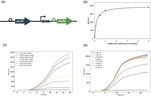 Biosensor circuit components and characteristic response. (a) Biosensor circuit design: the transcription factor, exuR, and the two ExuR operators (open rectangles), upstream of an sfgfp gene. The open semicircles are the ribosomal binding sites. (b) Hill curve fit (black line) generated from GFP measured at 16 hr as a function of the supplemented glucuronate concentration (gray dots) for two biological replicates. Inset represents the region where the GFP response is mostly linear. Both replicates from the experiment are shown in the plot. (c) Time course of GFP response for final values is shown in Fig. 1b (colors indicated in the legend). The range of the observed values is indicated by the shaded region around the line plots, where the line itself is an average of 2 points. (d) Time course of GFP response over a 24-hr time period for biosensor P1OO in response to glucuronate production from pHH-MmMIOX from a variety of myo-inositol substrate levels (colors indicated in the legend). Error is indicated by the shaded region around the line plots as represented by SD, n = 3.