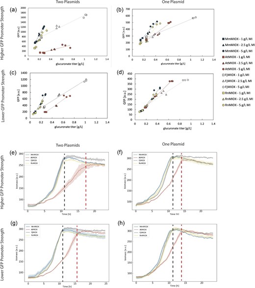 Dose–response curves from titer and fluorescence data taken at 24 hr for four different MIOX homologs in four different biosensor configurations. All three biological replicates are plotted for each test group, and the resulting fitted linear dose–response curve for the biosensor response to production from each homolog is shown. (a–d) The legend is shown to the right and indicates the appropriate markers for all figures. (a) Dose–response curve for the two-plasmid system (producer and sensor on separate plasmids) with the original P1OO biosensor. (b) Dose–response curve for the single-plasmid system pJKN-xxMIOX, where xx stands for each MIOX identifier. (c) Dose–response curve for the two-plasmid system with production plasmid and biosensor pCNpJK. (d) Dose–response curve for the single plasmid system pJKN101-xxMIOX, where xx stands for each MIOX identified. (e–h) Biomass time course progression over the 24 hr fermentation that generated the final data shown in (a–d) for the 5 g/L myo-inositol test group, which is representative of every other substrate level, including LB only. The color was chosen to represent each homolog matches (a–d). Error is indicated by the shaded region around the line plots as represented by SD, n = 3. The black dashed line indicates the time at which myo-inositol oxygenase from Mus musculus, myo-inositol oxygenase from Flavobacterium johnsinae, and myo-inositol oxygenase from Rattus norvegicus groups attain steady state, while the red line indicates the time at which AtMIOX attains steady-state growth. Biomass here is represented by 620 nm excitation and is a proxy for size.