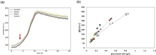 Impact of delayed aTc induction on growth and biosensor behavior. Representative growth curves (a) and biosensor dose response (b) from glucuronate production induced 4 hr into the fermentation (indicated by the red arrow on the growth curve) using various levels of myo-inositol (MI) supplementation. Error is indicated by the shaded region around the line plots as represented by SD, n = 3. Navy blue = myo-inositol oxygenase from Mus musculus, red = myo-inositol oxygenase from Arabidopsis thaliana, gray = myo-inositol oxygenase from Flavobacterium johnsinae, yellow = myo-inositol oxygenase from Rattus norvegicus; squares = 1 g/L MI substrate, triangles = 2.5 g/L MI as substrate, and circles = 5 g/L MI substrate.
