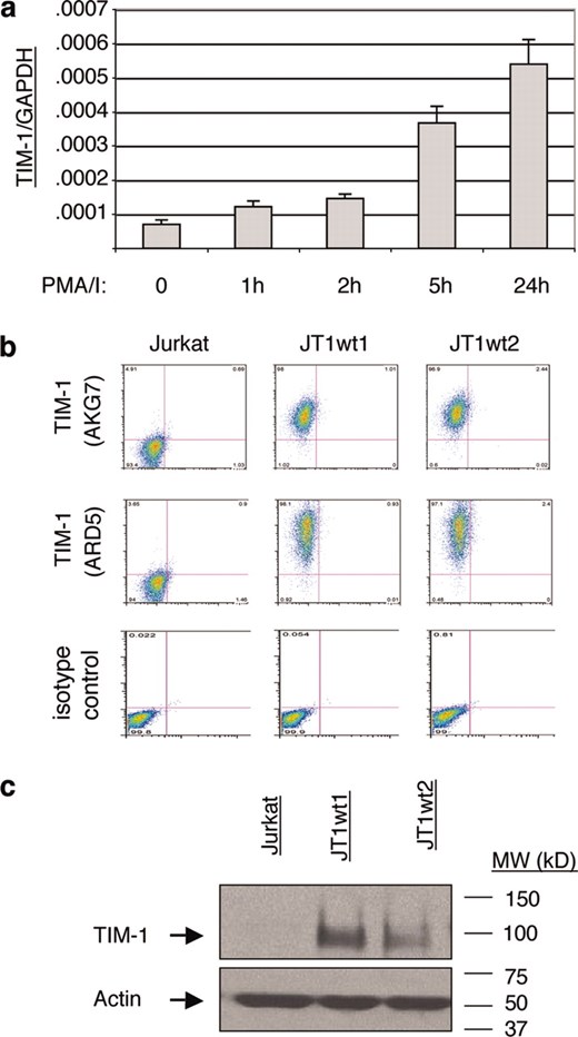 Expression of TIM-1 in untransfected and stably transfected Jurkat cell lines. a, Wild-type Jurkat cells increase TIM-1 mRNA expression over 24 h upon activation with 1 ng/ml PMA and 250 ng/ml ionomycin (PMA/I). Cells were harvested at the times indicated and RNA isolated for real-time PCR analysis. TIM-1 expression is shown relative to GAPDH control expression. This experiment was performed at least four times and the result is representative. b, FACS analyses of two human TIM-1 stably transfected Jurkat cells lines (JT1wt1 and JT1wt2) as assessed with the anti-human TIM-1 mAbs AKG7 and ARD5. TIM-1 expression is assessed in the FL-2 channel (y-axis); the FL-1 channel (x-axis) is unused. c, Cell lysates made from wild-type Jurkat cells and TIM-1 stable transfectants JT1wt1 and JT1wt2 were run on SDS-PAGE and TIM-1 was detected by Western Blot analysis using biotinylated-AKG7. The FACS and Western blot analyses were routinely run to monitor expression during passage in culture.