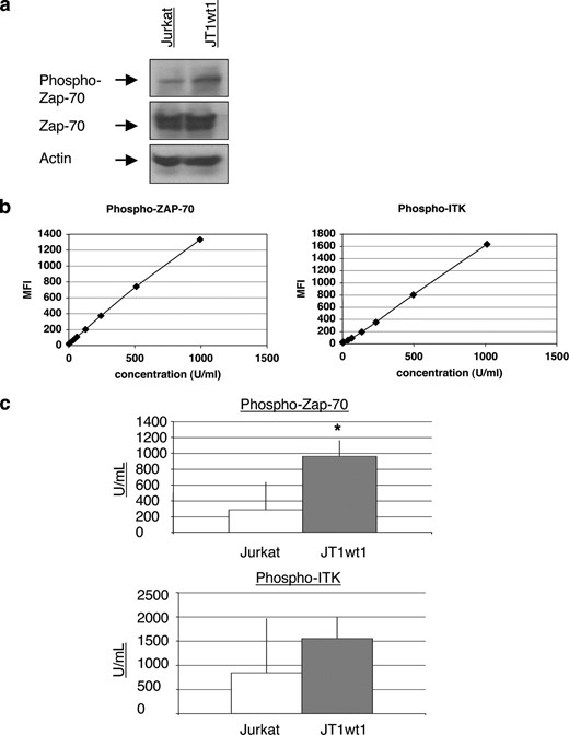Overexpression of TIM-1 is sufficient to increase phosphorylation of Zap70 and ITK. a, Western blot analysis of cell lysates demonstrating increased Zap70 phosphorylation in the TIM-1-expressing cell line JTwt1. Baseline Zap70 levels were not changed. b, CBA analysis of cell lysates confirming that Zap70 phosphorylation is increased in the JTwt1 cell line. c, CBA analysis of cell lysates demonstrating increased ITK phosphorylation in the TIM-1-expressing JTwt1 cell line. For the CBA analyses, triplicate wells were analyzed and mean and SE are shown. *, p < 0.001 by test of mean equivalence. All data shown are representative of at least six independent experiments and illustrate typical results.