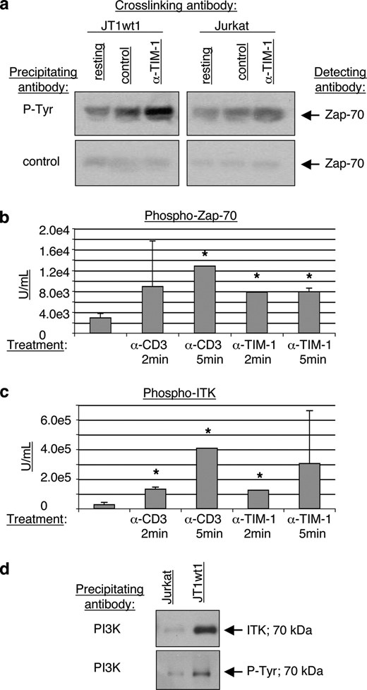 Cross-linking of TIM-1 induces phosphorylation of Zap70 and ITK, and association with PI3K. a, Immunoprecipitation analysis of Zap70 phosphorylation following TIM-1 cross-linking. Wild-type Jurkat or JTwt1 cells were incubated with anti-TIM-1 mAb ARD5 or control mAb for 5 min then cell lysates were analyzed via immunoprecipitation with anti-phosphotyrosine or control Ab, followed by Western Blot analysis using anti-Zap70. b, CBA analysis of phosphorylated Zap70 levels following cross-linking with anti-CD3 mAb or ARD5 mAb. Triplicate wells were analyzed; mean and SE are shown. *, p < 0.001 by test of mean equivalence. c, CBA analysis of phosphorylated ITK levels following cross-linking with anti-CD3 mAb or ARD5 mAb. Triplicate wells were analyzed; mean and SE are shown. *, p < 0.001 by test of mean equivalence. d, Coimmunoprecipitation analysis of PI3K interacting with ITK in the TIM-1 dependent signaling cascade. Cell lysates from Jurkat or JTwt1 cell lines were immunoprecipitated with PI3K Ab then run on a Western blot which was probed with Ab to ITK or to phosphorylated tyrosine. Both probes detected the same 70-kDa band. All data shown are representative of at least six independent experiments and illustrate typical results.