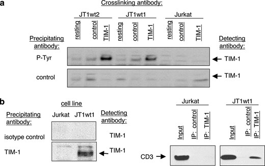 Phosphorylation of TIM-1 and physical association of TIM-1 with the TCR. a, TIM-1 cross-linking is sufficient to induce TIM-1 phosphorylation. Cell lines were stimulated with anti-TIM-1 mAb ARD5 for 5 min and then cell lysates were immunoprecipitated with anti-phosphotyrosine Ab and run on Western blots. Blots were probed with biotinylated anti-TIM-1 mAb AKG7. b, Immunoprecipitation of CD3 via anti-TIM-1 mAb AKG7. The Western blots were probed with biotinylated anti-TIM-1 mAb AKG7 or with anti-CD3. The experiment was performed twice with similar results.