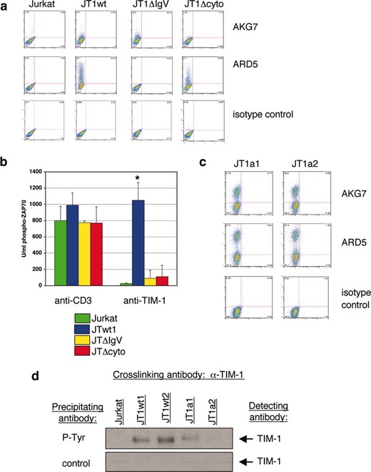 Mutant TIM-1 overexpression does not induce T cell activation signals. a, Wild-type TIM-1 (JTwt1), or domain deleted TIM-1 (lacking the IgV domain: JT1ΔIgV; lacking the cytoplasmic domain: JT1Δcyto) were transfected into Jurkat cells, and protein expression was analyzed by FACS using anti-TIM-1 mAbs AKG7 or ARD5. TIM-1 expression is assessed in the FL-2 channel (y-axis); the FL-1 channel (x-axis) is unused. b, Jurkat cells and TIM-1 transfectants (JTwt1, JT1ΔIgV, JT1Δcyto) were incubated with anti TIM-1 mAb ARD5 or anti-CD3 mAb for 5 min, whole cell lysates were made, and analyzed for phosphorylated Zap70 expression. Mean and SE of triplicate samples are shown. *, p < 0.001 by test of mean equivalence, compared with mutated samples. c, Mutant TIM-1 Y350A constructs (JT1a1, JT1a2) were transfected into Jurkat cells, and protein expression was analyzed by FACS using anti-TIM-1 mAbs AKG7 or ARD5. TIM-1 expression is assessed in the FL-2 channel (y-axis); the FL-1 channel (x-axis) is unused. d, Jurkat cells and TIM-1 transfectants (JTwt1, JTwt2, JT1a1, JT1a2) were incubated with anti-TIM-1 mAb ARD5 for 5 min. Whole cell lysates were made and immunoprecipitated with anti-phosphotyrosine beads or control beads. Samples were run on SDS PAGE gels, blotted, and probed for TIM-1 using biotinylated AKG7 mAb. All data shown are representative of at least three independent experiments.