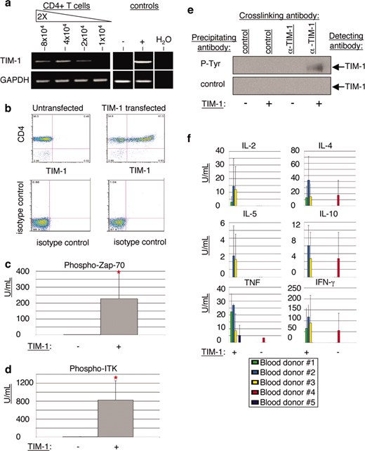TIM-1 expression in primary CD4+ T cells induces T cell activation signals, TIM-1 phosphorylation, and cytokine secretion. a, RNA samples from freshly isolated human CD4+ T cells were serially diluted and subjected to real-time RT-PCR to detect human TIM-1 RNA. 769P cells served as the positive control (+) and A20 cells as the negative control (−). b, Wild-type TIM-1 was transiently transfected into primary human CD4+ T cells. TIM-1 protein expression from one representative donor is shown by FACS analysis using anti-CD4 and biotinylated mAb AKG7. TIM-1 expression is assessed in the FL-2 channel (x-axis); the FL-1 channel (y-axis) shows CD4 expression. Isotype controls for both channels are shown in the lower panel. c and d, Expression levels of phosphorylated Zap70 (c) and phosphorylated ITK (d) were analyzed in untransfected primary human CD4+ T cells (−) and TIM-1-transfected primary human CD4+ T cells (+). Data shown represent mean and SD of triplicate samples from five individual donors. *, p < 0.001 by test of mean equivalence. The experiment was performed three times with similar results. e, Untransfected (−) or TIM-1-transfected (+) CD4+ human T cells were incubated with anti-TIM-1 mAb ARD5 or isotype control mAb for 5 min. Whole cells lysates were immunoprecipitated with anti-phosphotyrosine beads or control beads, run on SDS PAGE gels, blotted, and probed with biotinylated anti-TIM-1 mAb AKG7. f, Untransfected (−) or TIM-1-transfected (+) CD4+ human T cells from five individual donors were cultured for 48 h, and supernatants were collected for FACS analysis using Th1/Th2 CBA beads. Data shown represent mean and SD of triplicate samples from five individual donors. Although individual donors did vary in responsiveness, the experiment was performed twice with similar results.