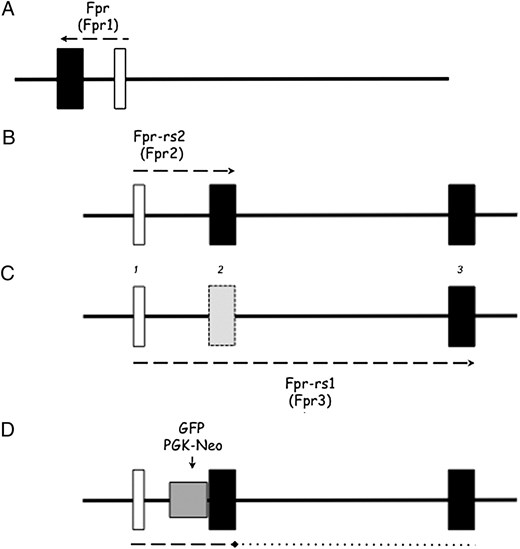 Annotation of the mouse genome in the vicinity of the Fpr2 gene. Open boxes, noncoding exons; black boxes, coding exons. Arrangement of the Fpr gene (now called Fpr1) (A), which is transcribed from a different strand to Fpr-rs2 (now called Fpr2) (B), which is transcribed from exons labeled (for convenience) 1 and 2. C, Fpr-rs1 (now called Fpr3) includes exon 1 from Fpr2 and exon 3, skipping exon 2 (shown with dotted line). D, In the transgenic strain we generated, the PGK-Neo cassette was inserted in reverse orientation into intron 1 of Fpr2 and the GFP fused in-frame (vector shown in gray) with the ATG start codon. This would have prevented transcriptional read-through of the Fpr3 as well as Fpr2 genes.