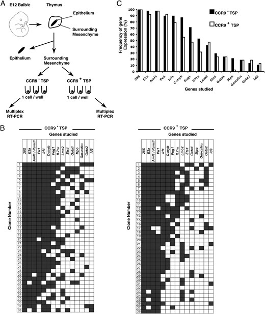 Clonal multiplex coexpression analysis reveals genetic similarities between, and within, CCR9+ and CCR9− TSP. The schema in A summarizes isolation of CD45+CCR9− and CD45+CCR9+ TSP from perithymic mesenchyme surrounding the E12 thymus, which were studied individually by multiplex RT-PCR for the expression of 15 genes. B shows a summary of gene expression of each clone, as determined by multiplex RT-PCR. ■, Positive gene expression; □, an absence of expression. Cells were scored as positive by the expression of 28S rRNA. C shows a summary of the frequency of gene expression in CD45+CCR9− (■) and CD45+CCR9+ (□) cells.