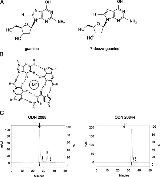 G4-stack formation by G-rich INH-ODN. (A) Structure of guanine and 7-deaza-guanine. (B) G4-stack formation via Hoogsten hydrogen bonding. (C) Unmodified INH-ODN 2088 forms G4 stacks, as analyzed by gel filtration. In contrast, higher order structures due to G4 stacks are not visible in the case of G-modified INH-ODN 20844. Arrow denotes the position of higher order structures. Numbers indicate the exact position of individual peaks in minutes.