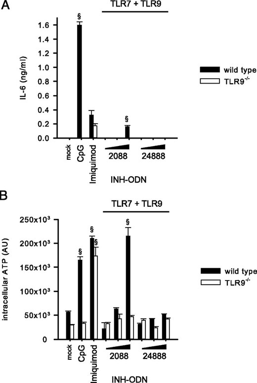 Unmodified INH-ODN 2088 activates B cells via TLR9. (A) Wild-type and TLR9−/− B cells (3.0 × 105 cells/well) were stimulated with CpG-ODN 1826 (100 nM), imiquimod (1 μg/ml), or titrated doses (10−1 10°, 101 μM) of INH-ODNs, as indicated, for 48 h, and IL-6 levels were determined in the culture supernatant. The experiment was performed twice with similar results. (B) Wild-type and TLR9−/− B cells were stimulated, as described in (A), and intracellular ATP levels were determined. The experiment was performed twice with similar results. §p < 0.001, ANOVA compared with mock in the absence of a TLR stimulus.