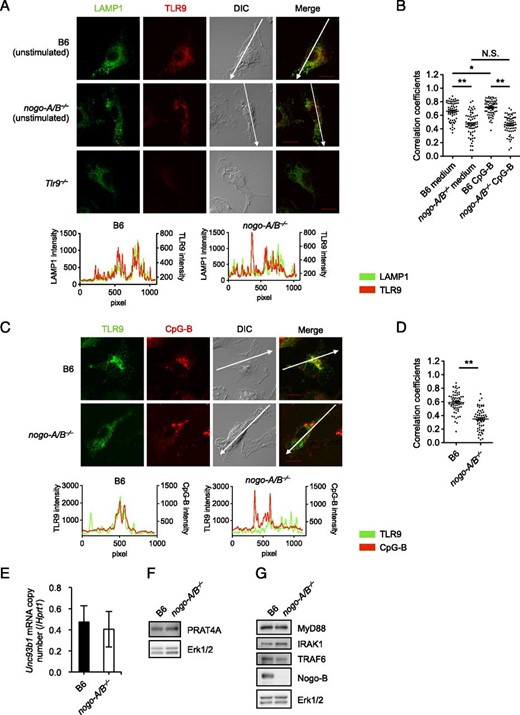 Nogo is required for the localization of TLR9 to endolysosomes. (A and B) BMMs from wild-type, nogo-A/B−⁄−, and Tlr9−⁄− mice were stimulated with 0.3 μM CpG-B. After 1 h stimulation, cells were fixed and then stained with anti-LAMP1 and anti-TLR9 Abs. (C and D) BMMs were stimulated with 0.2 μM CpG-B–Alexa Fluor 647 for 20 min followed by staining for TLR9. We chose 20 min of stimulation because a longer reaction period such as 1 h yielded a less sharp CpG signal. (E) BMMs from wild-type and nogo-A/B−⁄− mice were subjected to quantitative real-time PCR. Relative mRNA expression level of Unc93B1 was normalized to Hprt1. (E–G) BMMs from wild-type and nogo-A/B−⁄− mice were lysed and analyzed by Western blot analysis using specific Abs for PRAT4A, MyD88, IRAK1, TRAF6, Nogo-A/B, and loading control Erk1/2. The data shown are representative results from two (C and D), three (A, B, F, and G), or four (E) independent experiments and represent the mean ± SEM. The histograms show cross-line scans of the fluorescence intensities of the merged panels. To quantify the extent of colocalization, fluorescence intensities on the lines drawn on the major axes of cells were measured. Then Pearson correlation coefficients were calculated for 60 cells per sample (B and D). Original magnification ×300. Scale bars, 10 μm. *p < 0.05, **p < 0.01.