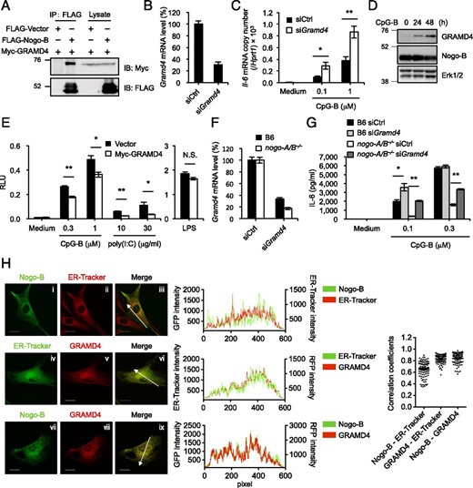 GRAMD4 binds to Nogo-B and negatively regulates immune responses initiated by nucleic acid–sensing TLRs. (A) Western blot analysis of 293T cells 48 h after cotransfection of FLAG-tagged Nogo-B or the FLAG empty vector plus Myc-tagged GRAMD4, followed by immunoprecipitation (IP) with anti-FLAG. (B) RAW264.7 cells were treated with siRNA specifically targeting the Gramd4 gene or nontargeting control siRNA for 60 h, and then evaluated for the mRNA level of Gramd4 by real-time RT-PCR. Data are expressed relative to negative control. (C) IL-6 mRNA level in siRNA-transfected RAW264.7 cells was measured following 4 h stimulation with 0.1 or 1 μM CpG-B by real-time RT-PCR. Relative mRNA expression levels were normalized to Hprt1. (D) BMMs were stimulated with 0.2 μM CpG-B for the indicated times and then analyzed for the expression of Gramd4 and Nogo-B by Western blotting. (E) Luciferase reporter plasmids (pELAM1-Luc and pGL4.74-TK-Luc) were cotransfected into RAW264.7 cells with Myc-tagged GRAMD4. Cells were stimulated with CpG-B, poly(I:C), or LPS for 6 h after 60 h transfection. Transfected ELAM1 promoter-driven luciferase activity was normalized to Renilla luciferase expression. (F) BMMs from wild-type and nogo-A/B−⁄− mice were treated with siRNA specific for Gramd4 or control siRNA for 48 h and then evaluated for the mRNA level of Gramd4 by real-time RT-PCR. Data are expressed relative to negative control. (G) IL-6 in supernatants of siRNA-transfected BMMs was measured following 6 h stimulation with 0.1 or 0.3 μM CpG-B by ELISA. (H) MEFs from wild-type mice were transfected with GFP-tagged Nogo-B (i–iii, vii–ix) or TagRFP-tagged GRAMD4 (iv–ix). Forty-eight hours after transfection, MEFs were stained with ER-Tracker Red (i–iii) or ER-Tracker Green (iv–vi). Samples were examined under a FluoView FV1000 confocal laser-scanning microscope. The histograms show cross-line scans of the fluorescence intensities of the merged panels. Pearson correlation coefficients were calculated for at least 100 cells per sample. Original magnification ×120. Scale bars, 20 μm. Data shown are representative of three (A and D) or two (H) independent experiments, mean ± SEM of three independent experiments (B and C), or mean ± SEM for triplicate samples of one representative of three independent experiments with similar results (E–G). *p < 0.05, **p < 0.01.