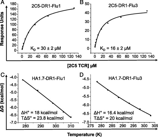 The biophysical impact of altered C-terminal PFRs on TCR binding. SPR was used to determine equilibrium binding of the 2C5 TCR to DR1 complexed with either (A) native Flu1 (HA306−318, PKYVKQNTLKLAT) or (B) altered Flu3 (PKYVKQNTLKLAR). (C) Previously published thermodynamic analysis of the HA1.7-DR1-Flu1 interaction (40). (D) HA1.7-DR1-Flu3 thermodynamic properties showing enthalpy (ΔHo) and entropy (TΔSo) at 298 K calculated by nonlinear regression of temperature (K) plotted against free energy (ΔGo).