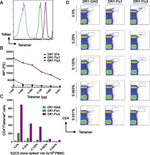 pMHC-II multimers with modified PFRs enable the detection of low-frequency Ag-specific CD4+ T cell clones. Arg substitution at P11 of the HA306−318 epitope (Flu3) substantially increases pMHC-II multimer staining. (A) Histograms showing negative control (blue), DR1-Flu1 (green), and DR1-Flu3 (purple) multimer staining of the 2C5 clone. (B) Graph showing staining MFIs generated with different multimers as indicated across a range of concentrations. (C) Bar graph showing the number of CD4+multimer+ cells detected with the indicated multimers plotted against the frequency (%) of clonal 2C5 cells spiked into PBMCs. (D) Representative flow cytometry plots showing staining with the indicated multimers, at a concentration of 0.125 μg/1 × 106 PBMCs, across a range of 2C5 “spiked” frequencies (%) in PBMCs. The gating strategy is shown in Supplemental Fig. 1.